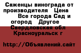 Саженцы винограда от производителя › Цена ­ 800 - Все города Сад и огород » Другое   . Свердловская обл.,Красноуральск г.